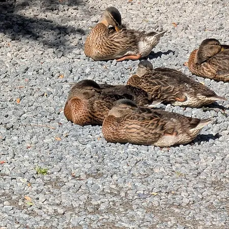 12 Person In Ebeltoft-by Traum Dom wakacyjny *